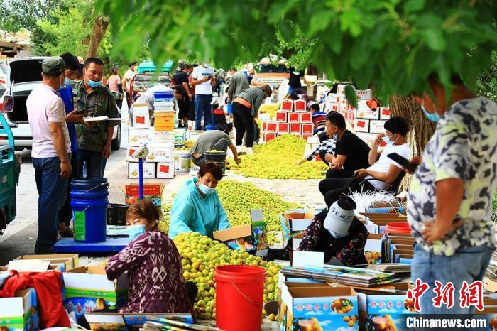 各地客商在分拣包装杏子。　李靖海 摄