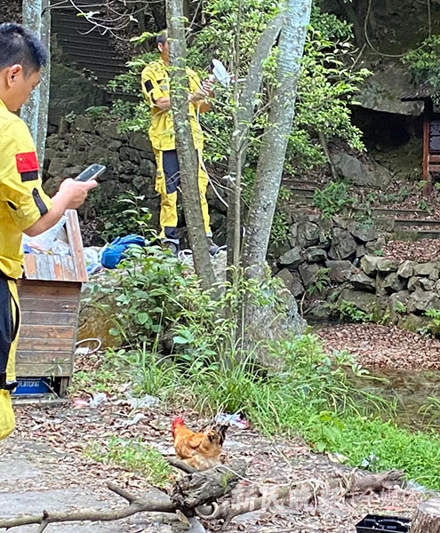 图说：救援队员将鸡拴在点位的树木上 姜燕/摄