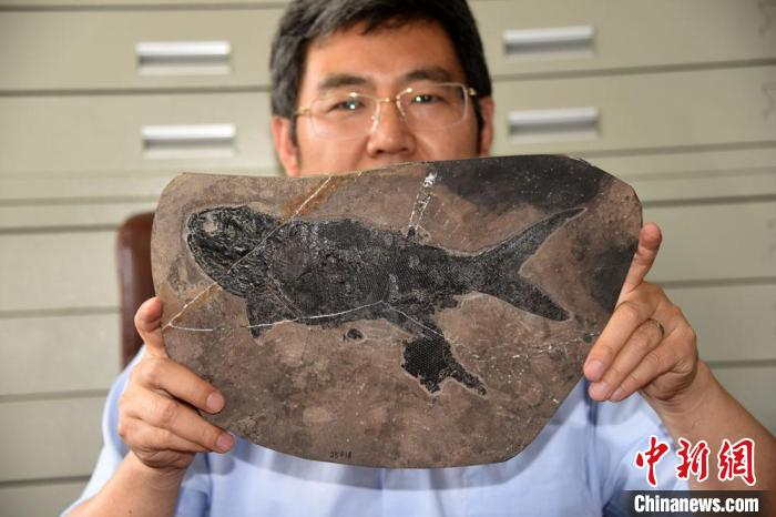 徐光辉研究员展示“张氏翼鳕”最大个体化石标本。　中新社记者 孙自法 摄
