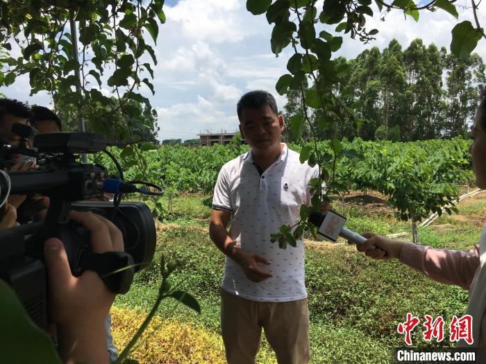 图为广东博罗县长宁镇新江村村民介绍种植果树的致富经验。　宋秀杰 摄