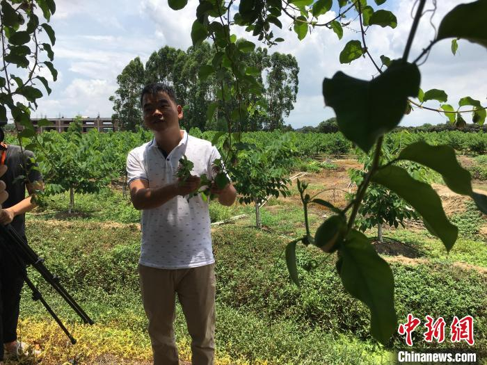 图为广东博罗县长宁镇新江村村民介绍种植果树的致富经验。　宋秀杰 摄