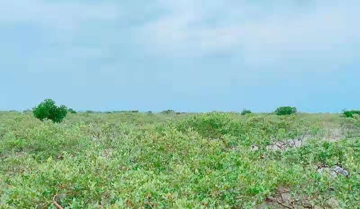 原生的红树林。受访者供图