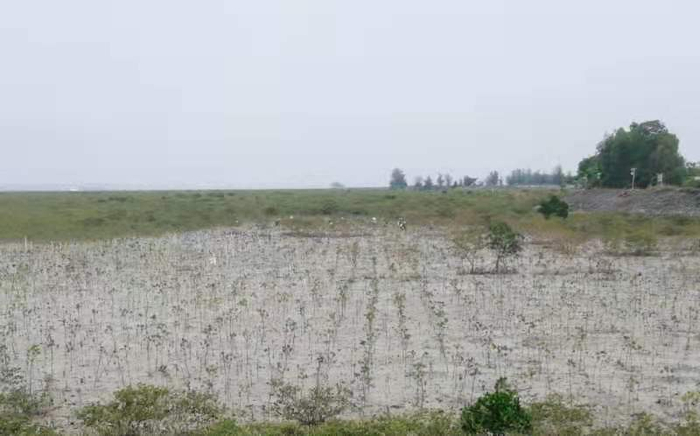 生态恢复工作中补种的红树林。受访者供图