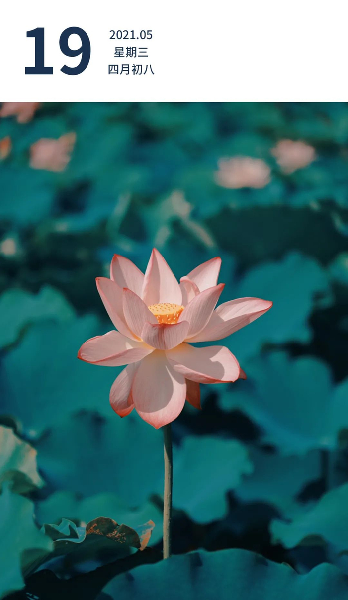 珠海市黄杨河湿地公园，荷花盛开！李俊 摄