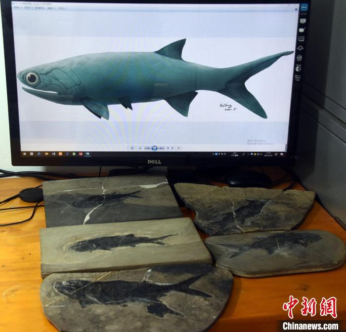 “张氏翼鳕”复原图与5件化石标本。　中新社记者 孙自法 摄
