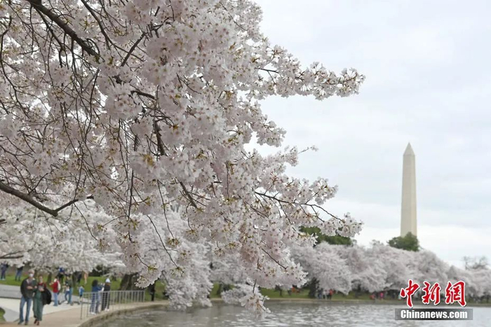 资料图：美国首都华盛顿潮汐湖畔。中新社记者 陈孟统 摄