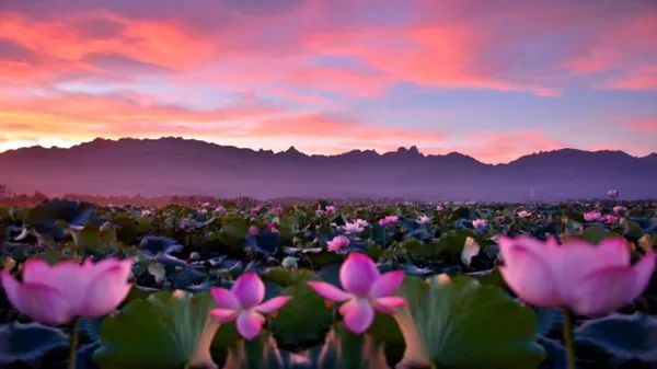 （图源：九华山风景区官网）