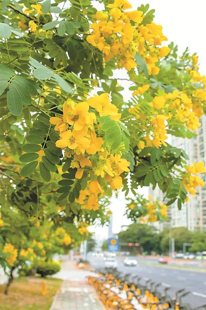 ▲白石路上的黄槐树，花朵开满枝头，灿烂夺目。 