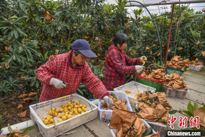 农民们在玉环市干江镇“老爸果园”里采收白沙枇杷 范宇斌 摄