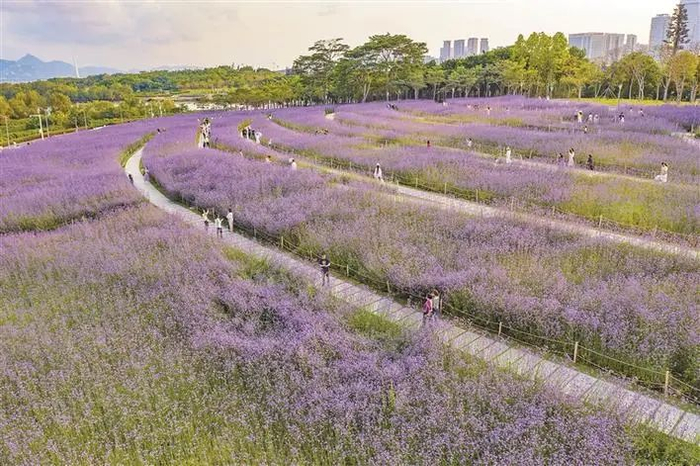 深圳湾公园的马鞭草花海，浪漫而梦幻。