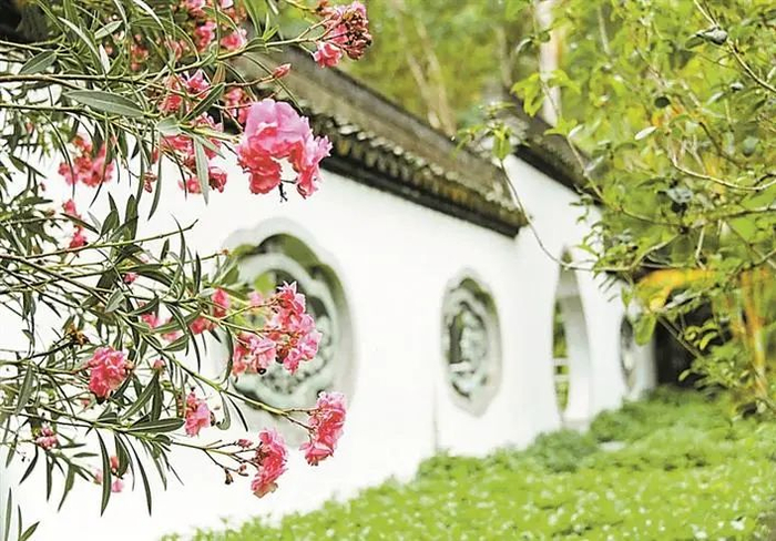 ▲园博园盛开的夹竹桃。