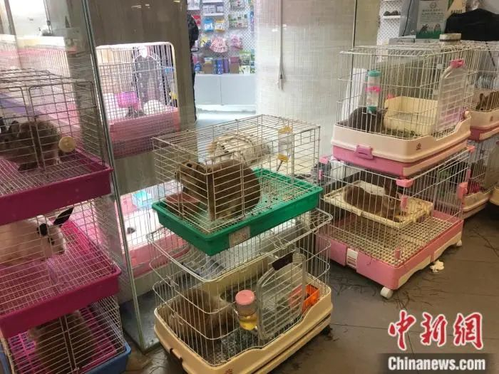 北京市一家宠物兔寄养店。中新网 左宇坤 摄
