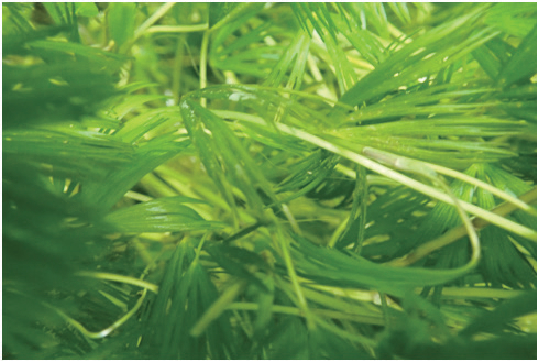 北京记录到的水毛茛。北京市生态环境局