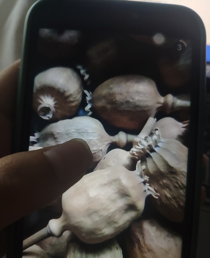  药材商梁山（化名）的罂粟壳。