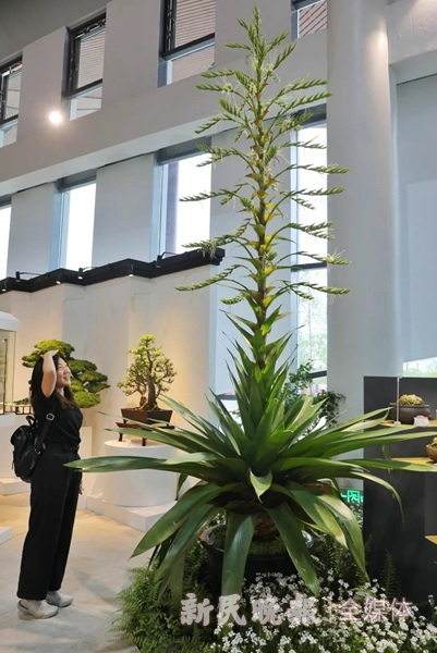 新民晚报记者 周馨/摄