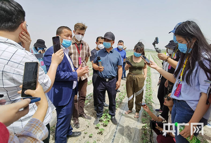 采访团记者走进棉花种植地，棉农介绍种植情况央广网发