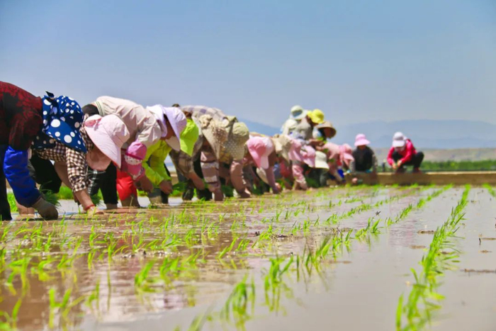 移栽秧苗 红河州委宣传部供图
