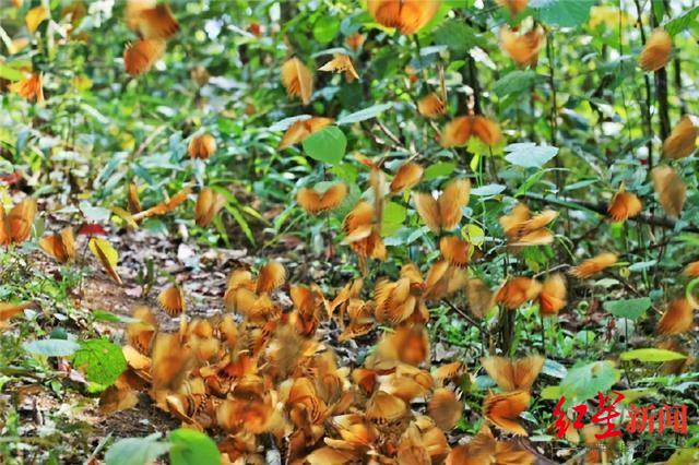  云南红河爆发蝴蝶 图据新华网