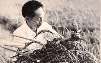 “中国完全能解决自己的吃饭问题，中国还能帮助世界人民解决吃饭问题”（图片来源：国际稻都网）