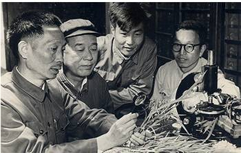 早期袁隆平与助手李必湖（左三）等在实验室（图片来源于网络）