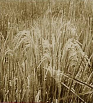 袁隆平发现的第一株天然野生杂交稻（图片来源：北京卫视《档案：“神农”袁隆平的田园梦》）