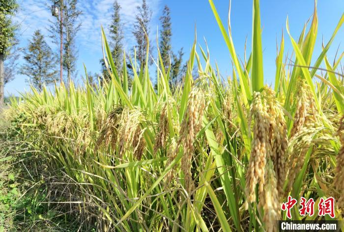 资料图：浦江上山遗址周边种植的杂交水稻。　朱松 摄
