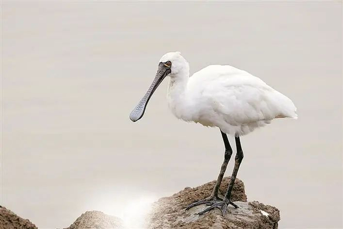 黑脸琵鹭在深圳河过冬。 本文图片均由 市生态环境局供图