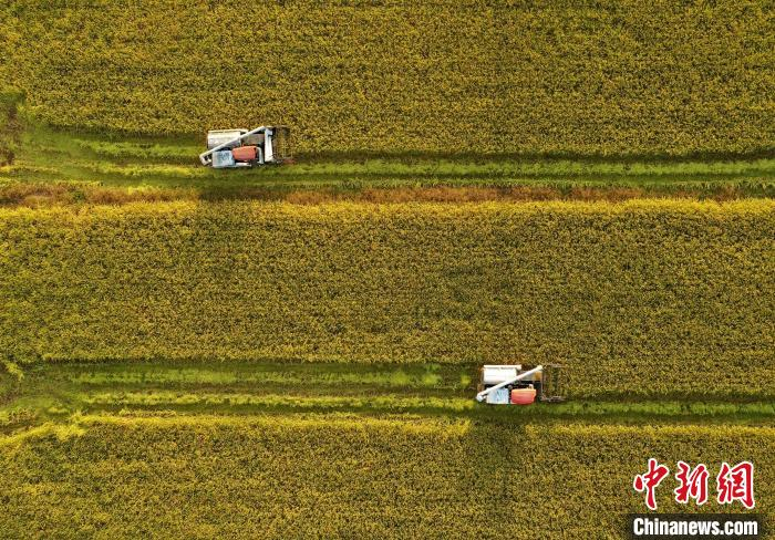 资料图：武义杂交水稻田。　朱翚 摄