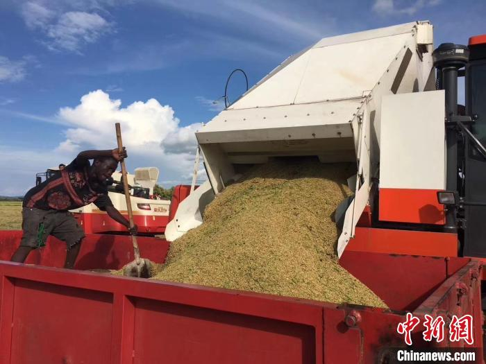资料图：非洲安哥拉，当地工作人员正在收获稻谷。　黄云丰 摄