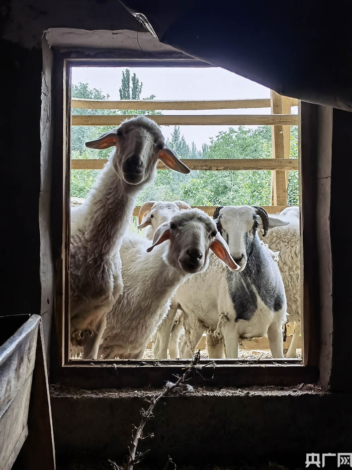 农民家羊圈的羊，它们在看什么？央广网发