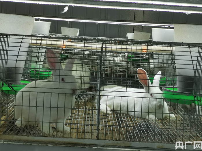 和田肉兔养殖基地肉兔央广网发