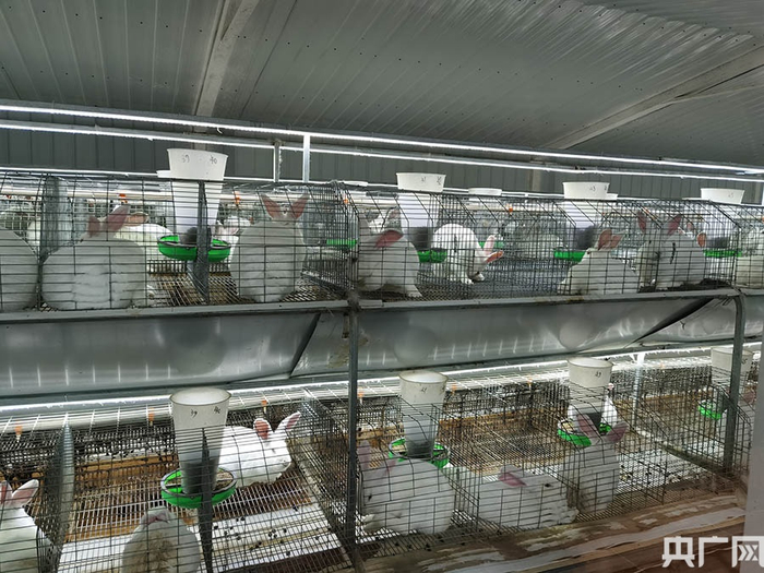 和田肉兔养殖基地一室一舍的肉兔央广网发