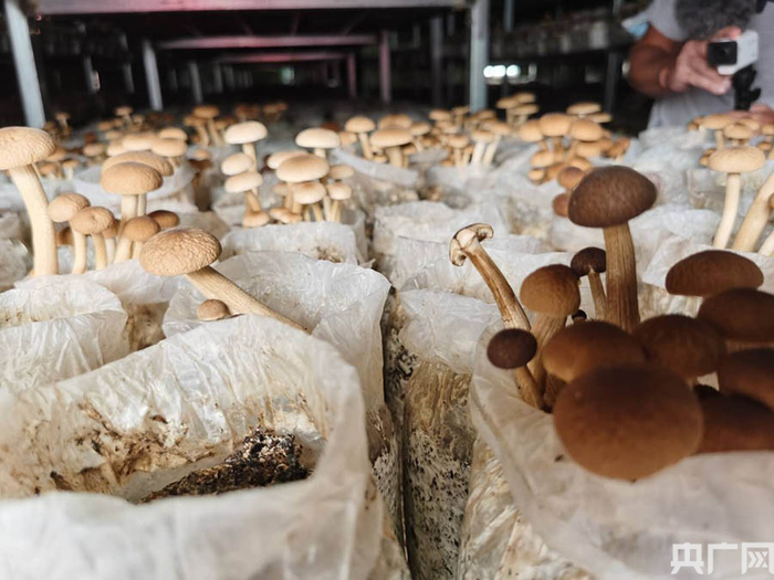 长势喜人的茶树菇央广网发