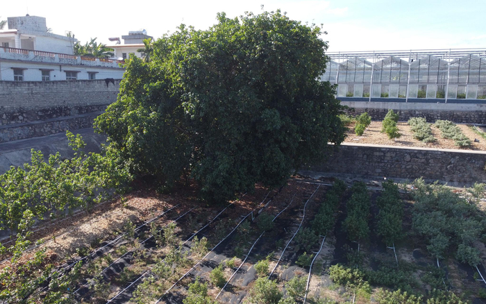 位于三亚的野生棉花种质圃中，生长着一棵五六十年树龄的锦葵科的杨叶肖槿，这是棉花的近缘种，科学家们可以用它的花粉和其他棉花杂交，培育新品种。新京报记者 周怀宗 摄