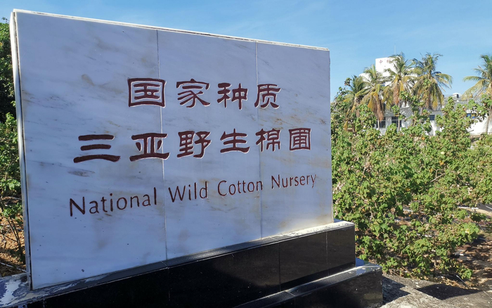 位于海南三亚的野生棉种质圃，保存着来自全球的700多种野生棉，占全部野生棉种类的三分之二。新京报记者 周怀宗 摄