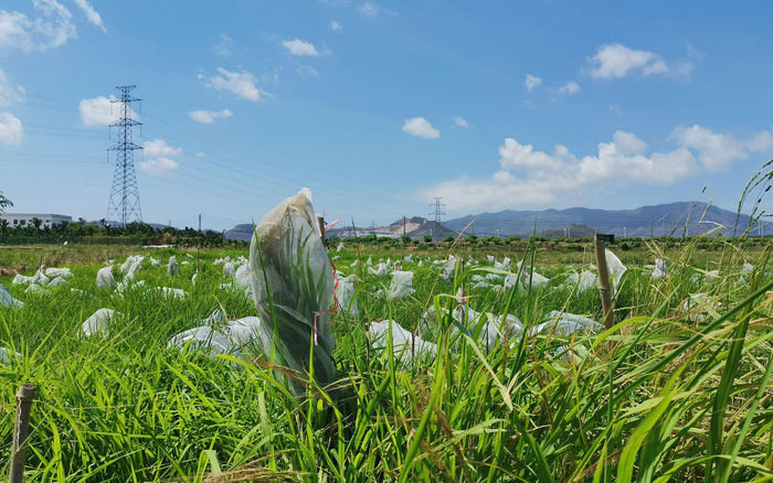 野生水稻是重要的种质资源，它的保存和繁育直接关系到水稻的育种和未来。新京报记者 周怀宗 摄