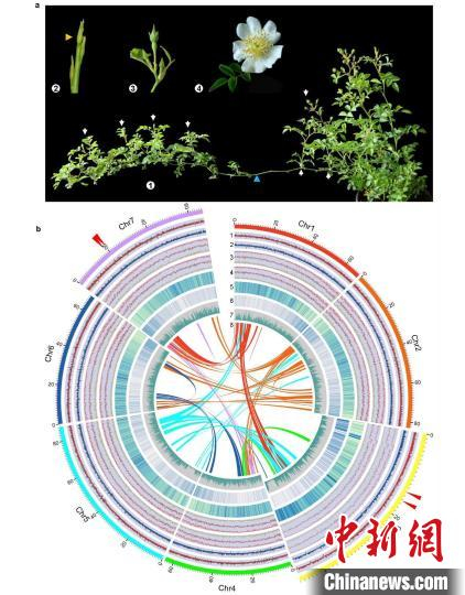 图为研究成果。　中国科学院昆明植物研究所供图