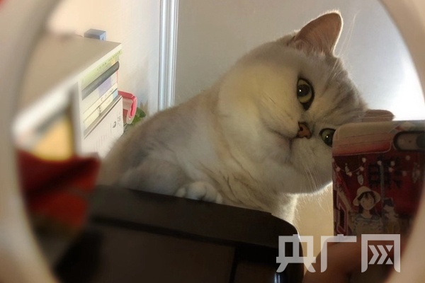 宠物猫（央广网发 赵亚芸 摄）