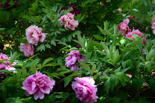 牡丹花开了（央广网 王晋文 摄）