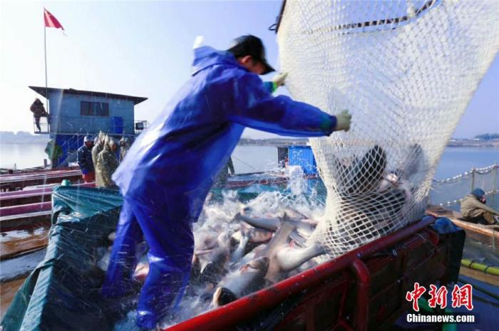 资料图：湖南大湖冬捕季，工作人员在船上清点刚刚收获的活鱼。 周翔 摄