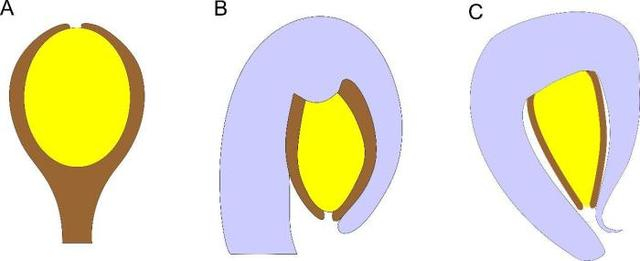 A裸子植物单层珠被的胚珠；B被子植物双层珠被的倒生胚珠；C内蒙古盔籽植物的壳斗及单层珠被的胚珠。 中科院南古所 供图