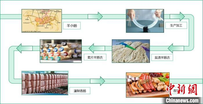 图为肠衣生产加工过程示意图。　受访者供图