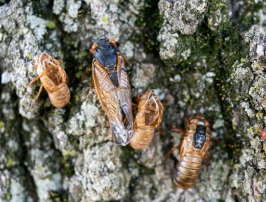 这是5月18日在美国弗吉尼亚州阿灵顿拍摄的17年蝉和蝉蜕。图源：新华社