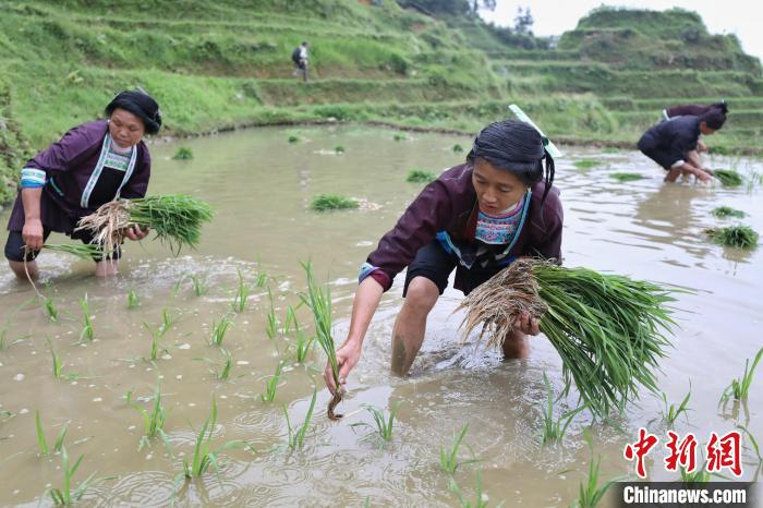 农户在加榜梯田内插秧。　瞿宏伦 摄