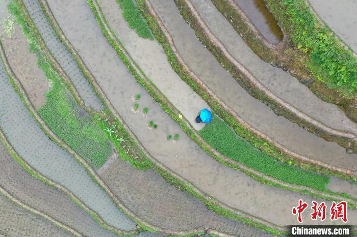 航拍农户在贵州从江加榜梯田内劳作。　瞿宏伦 摄
