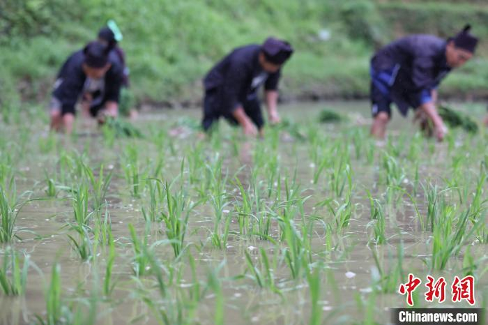 农户插好的秧苗。　瞿宏伦 摄