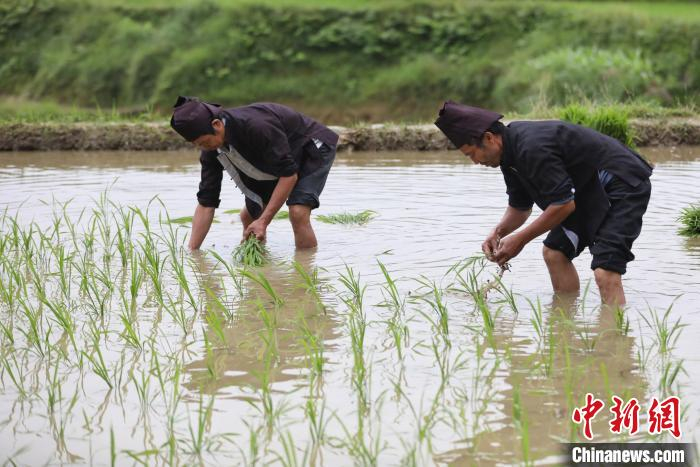 农户在加榜梯田内插秧。　瞿宏伦 摄