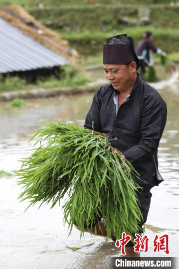 农户在准备秧苗。　瞿宏伦 摄