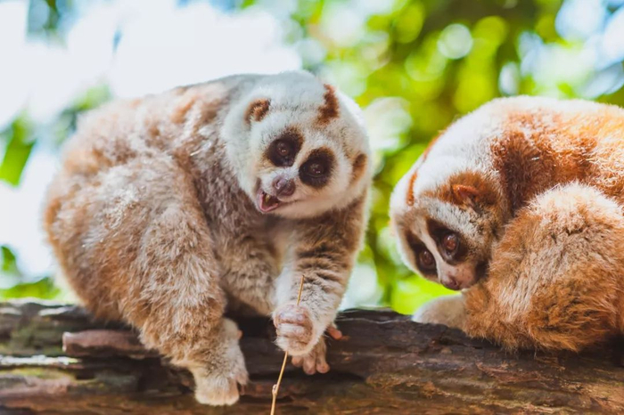 普洱市委宣传部供图 李丽 摄