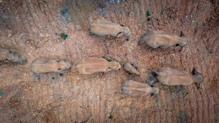 5月28日在云南省玉溪市峨山县境内拍摄的象群（无人机照片）。